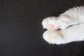 White cat paws on a dark background. Royalty Free Stock Photo